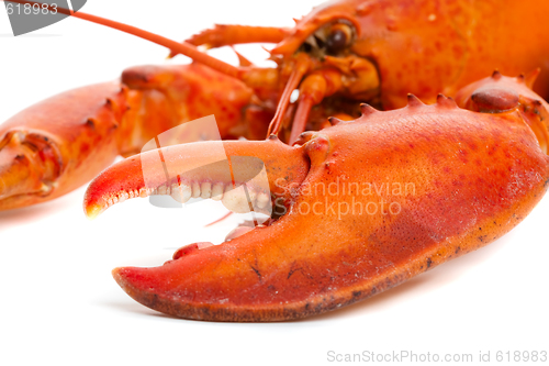 Image of Lobster claw