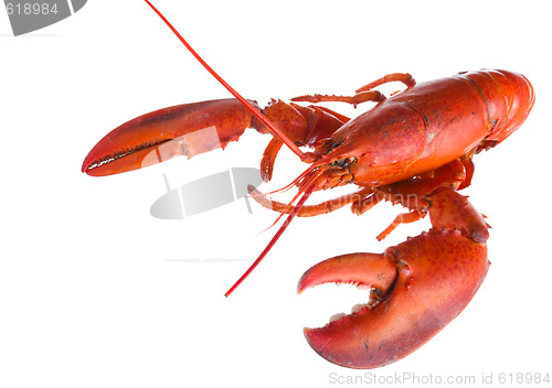 Image of Lobster on white