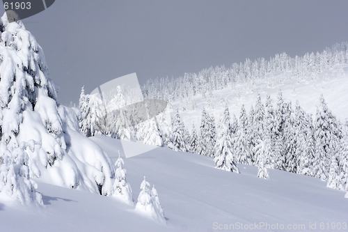 Image of snow covered pine trees