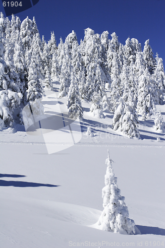 Image of snow covered pine trees