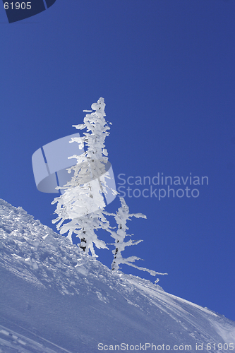 Image of ice covered pine tree