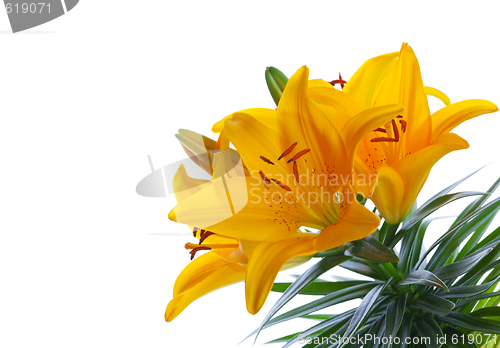 Image of Yellow Lilies