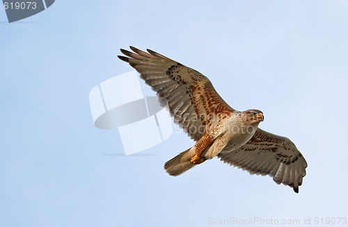 Image of Ferruginous Hawk in Flight