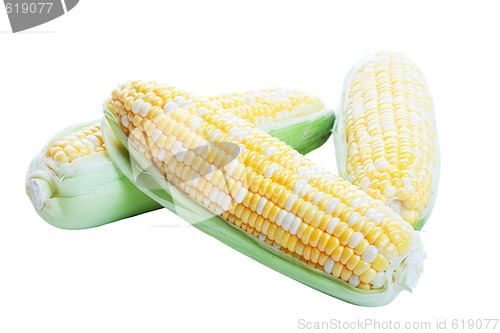 Image of Raw Corn in Husks