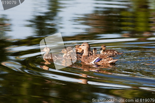 Image of Mallard Duck Family