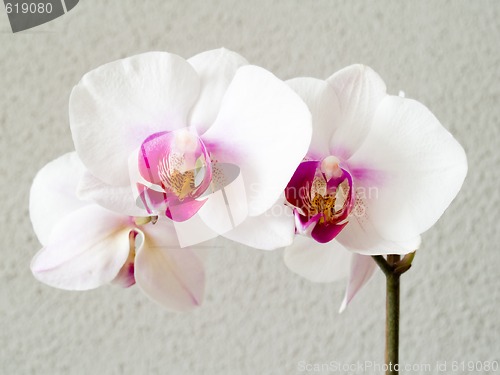 Image of Orchid - Phalaenopsis