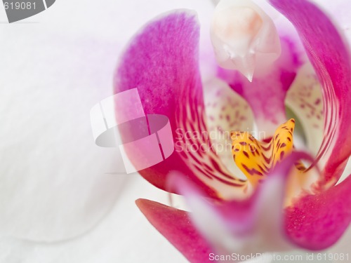 Image of Orchid - Phalaenopsis