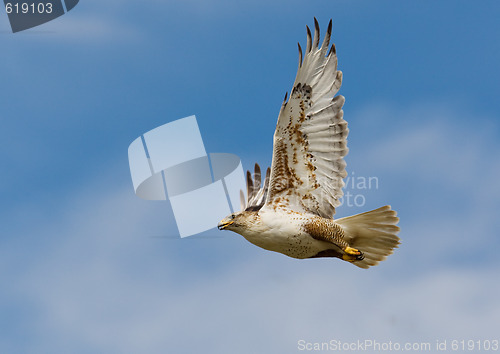 Image of Ferruginous flight