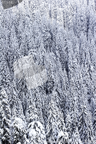 Image of Snow covered pine tree forest