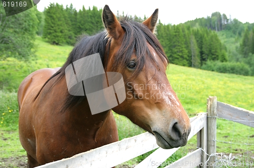 Image of Brown horse