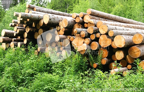 Image of Timber logs