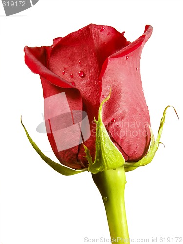 Image of Red rose