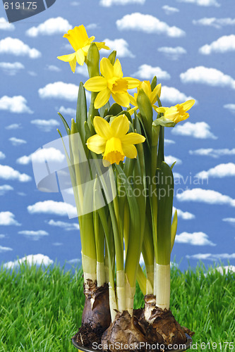 Image of Daffodil
