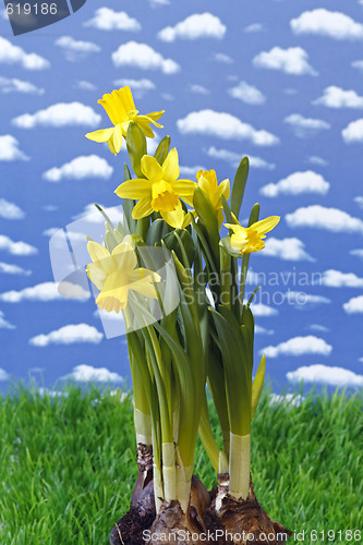 Image of Daffodil