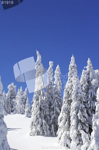 Image of Snow covered pine trees