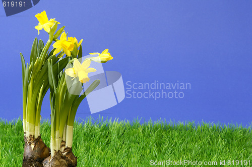Image of Daffodil