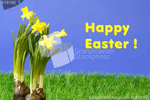 Image of Daffodil