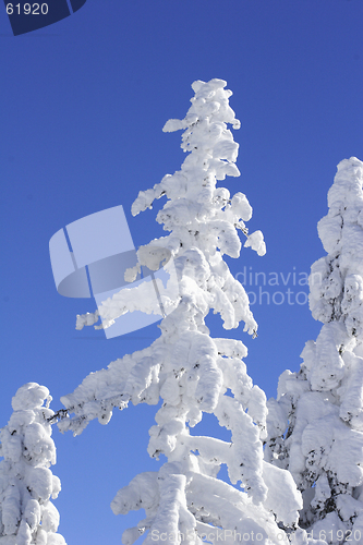 Image of snow covered top of the pine tree