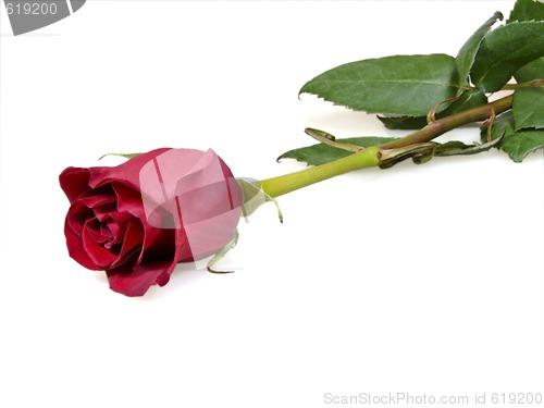 Image of Rose