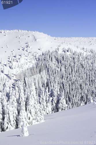 Image of snow covered pine trees  the mountain side