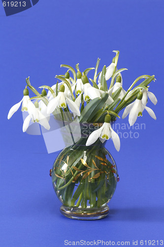 Image of Snowdrops