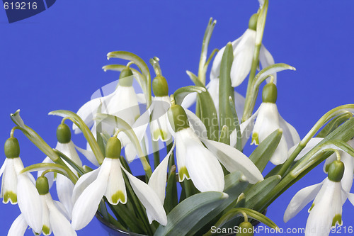 Image of Snowdrops