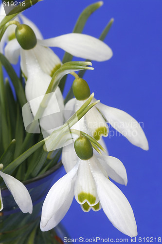 Image of Snowdrops