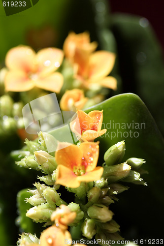 Image of Beautiful wild flower.