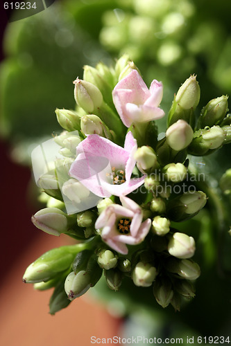 Image of Beautiful wild flower.