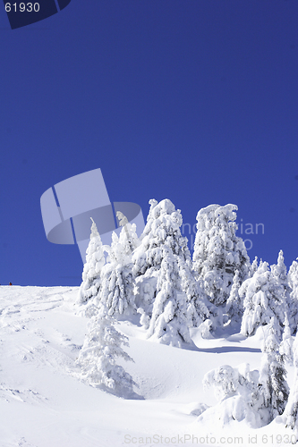 Image of snow covered pine trees