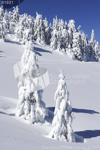 Image of Snow covered pine trees on mountain side
