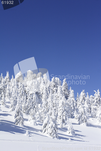 Image of snow covered pine trees and blue sky