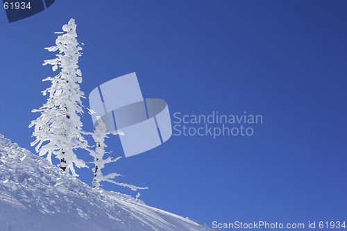 Image of ice covered pine tree