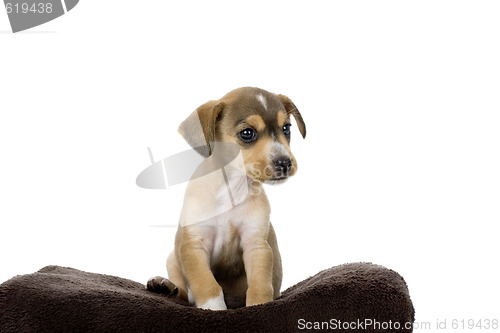 Image of Cute Puppy