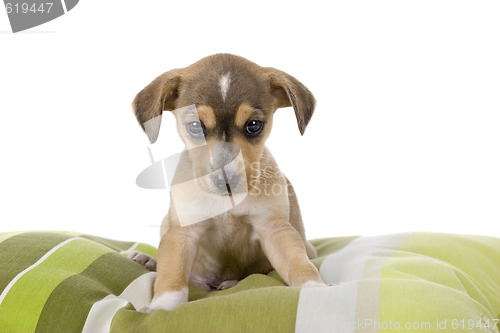 Image of Cute Puppy