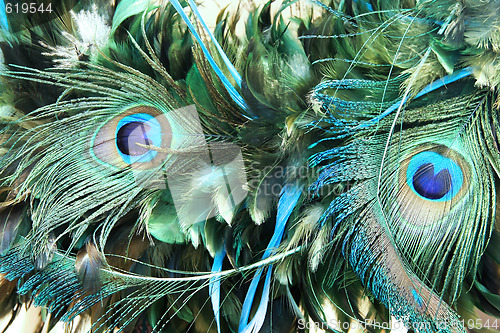 Image of Peacock feather