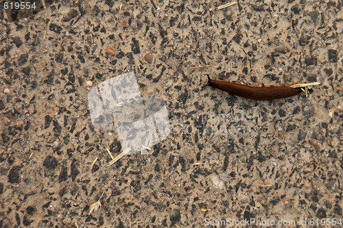 Image of Snail on Asphalt