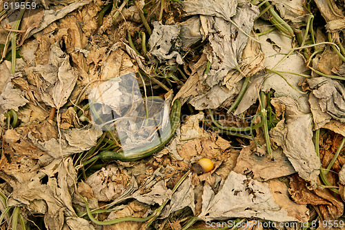 Image of Compost