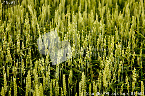 Image of Cornfield