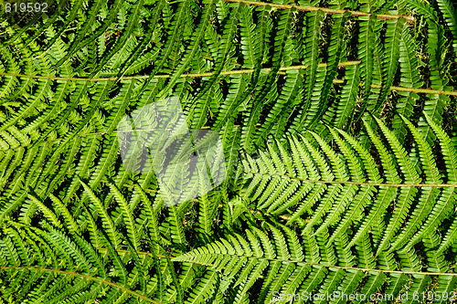 Image of Fern Structure