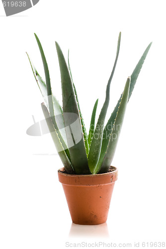Image of Aloe Vera