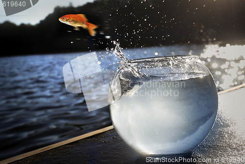 Image of goldfish jumping out of the water