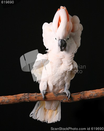 Image of Excited Puffy Moluccan Cockatoo