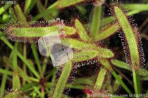 Image of Venus Flytrap in Nature With Sticky Sap on Tips