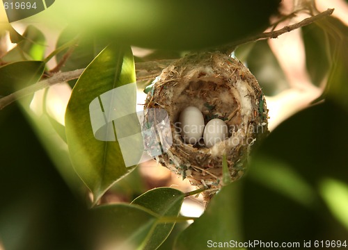 Image of 2 Hummingbird Eggs in a Nest