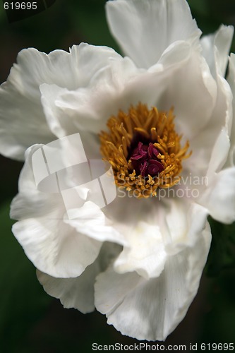 Image of Beautiful Soft White Flower With Colorful Center in Natural Ligh