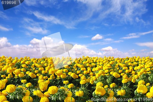 Image of Bright Happy Field of Marigold Flowers