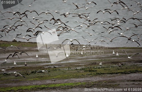 Image of Flock of Sea Gulls in Mid Flight