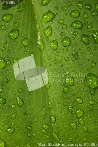 Image of Green Leaf With Water Drop Texture