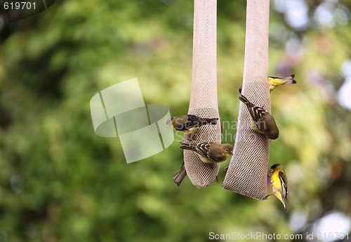 Image of Yellow Finches Eating Outdoors From a Hanging Seed Holder